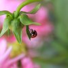 COCCINELLE. 2018. A proximité de l'aire de jeux de Fay aux Loges. FLORA ASSADI